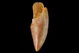 Serrated, Raptor Tooth - Real Dinosaur Tooth #137208-1